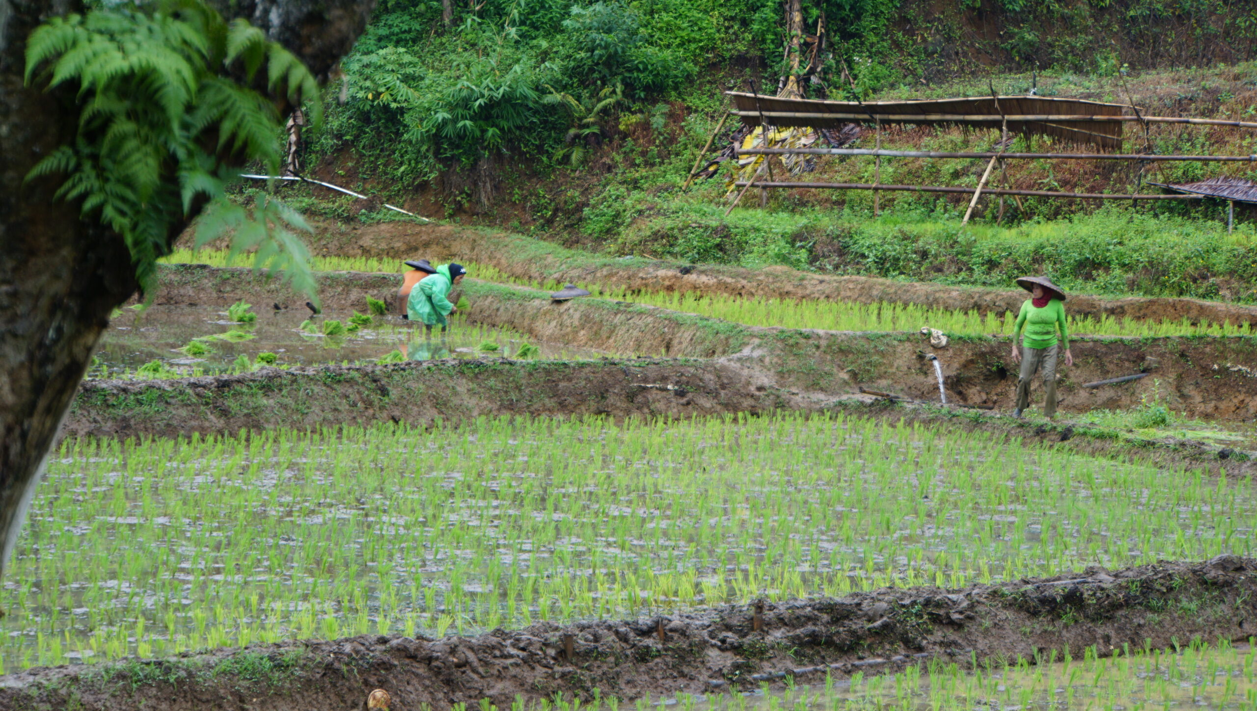 Foto oleh Kedaulatan Pangan untuk Kedaulatan Rakyat